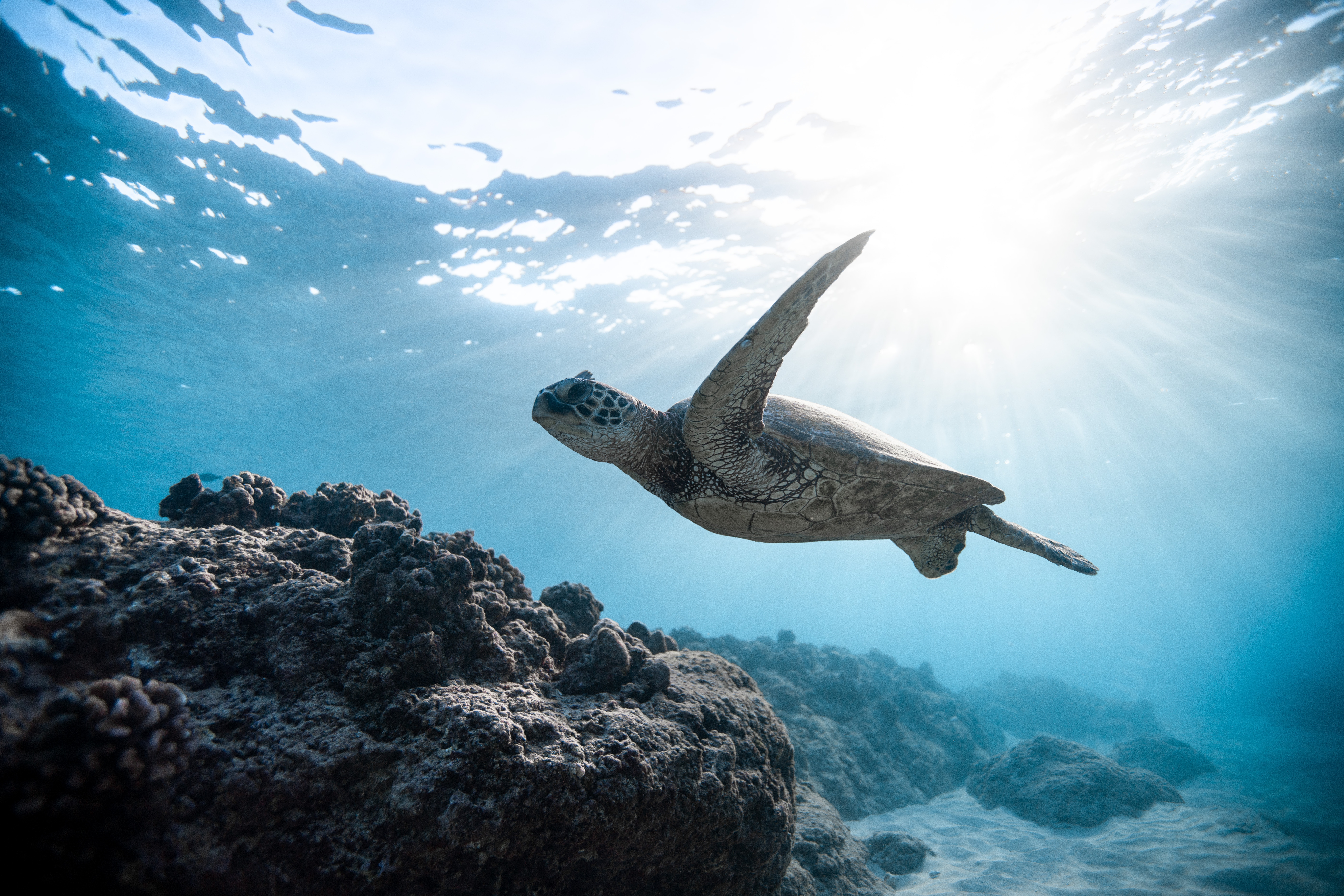 Turtle Findings 2