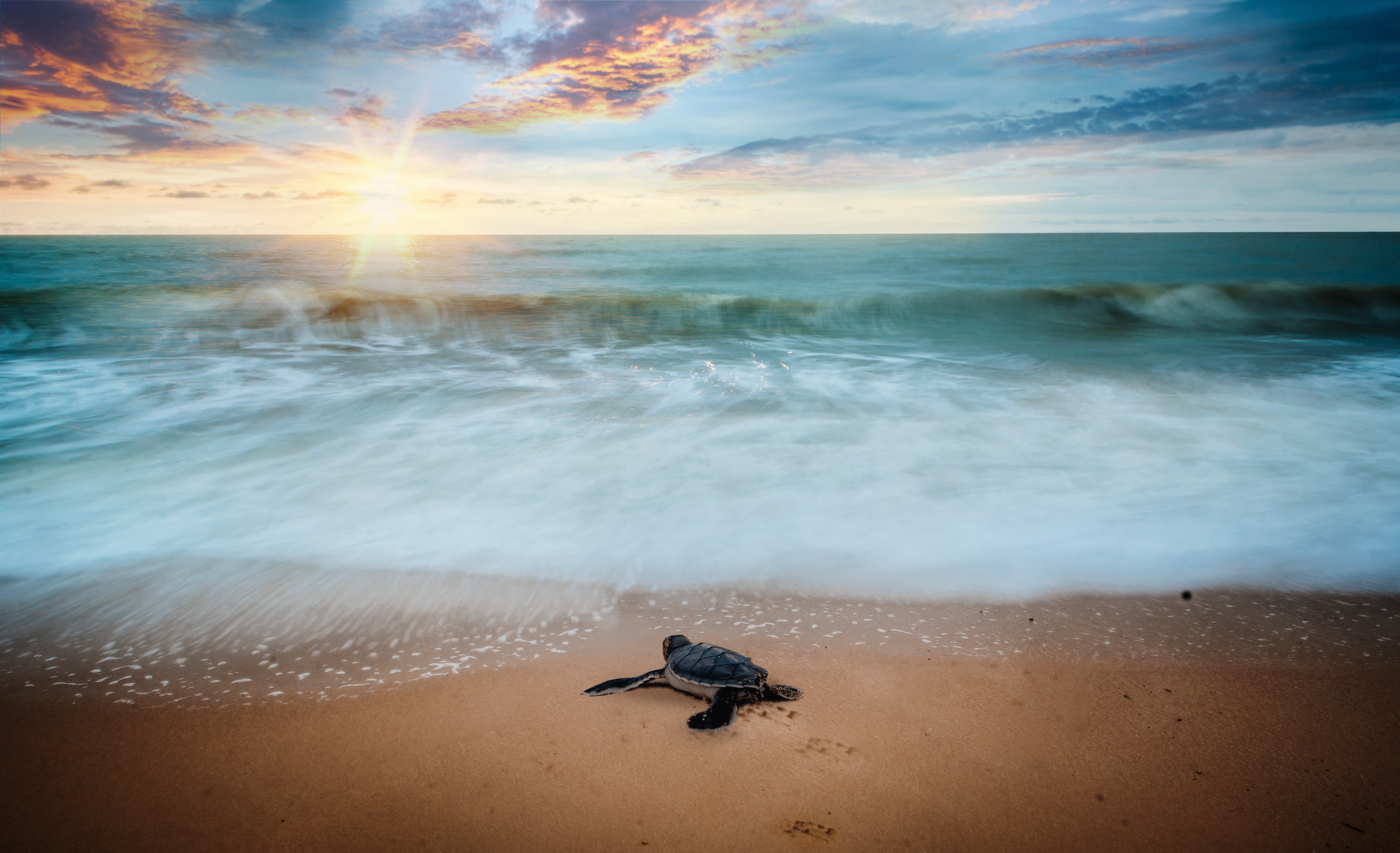Turtle Findings 1